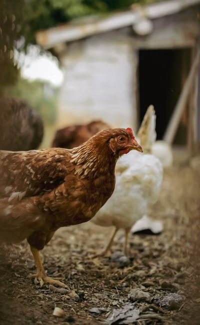 Ração Premium para Cães (15kg)