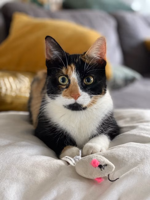 Cama Iglu para Gatos
